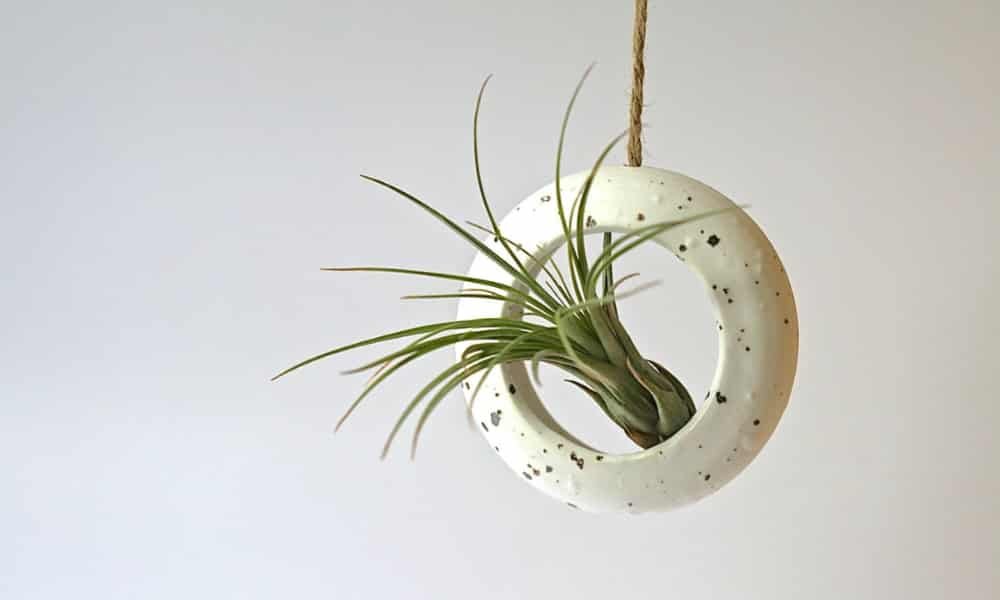 Top Hanging Plants Safe for Cats for a Pet-Friendly Home 10 Air Plant (Tillandsia), low-maintenance epiphytic plant that absorbs moisture from air, no soil needed, safe for cats, ideal for indoor décor and creative displays.