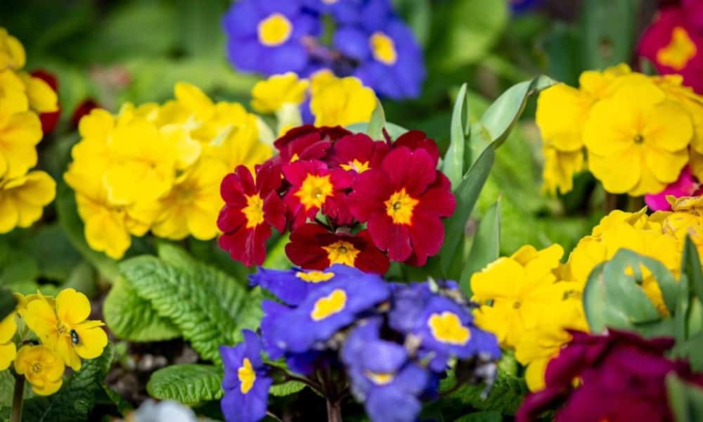 Cottage Garden Design Plans: Best Flowers, Layouts, and Tips 3 Annuals flowers for cottage gardens