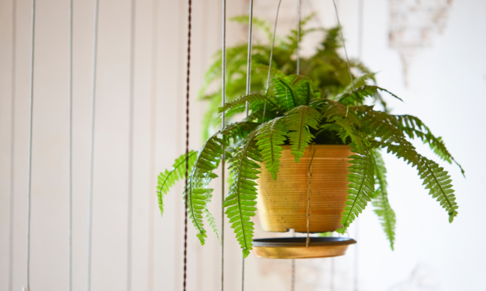 Top Hanging Plants Safe for Cats for a Pet-Friendly Home 4 Boston Fern, cat-friendly indoor plant, perfect for adding lush greenery to home décor.