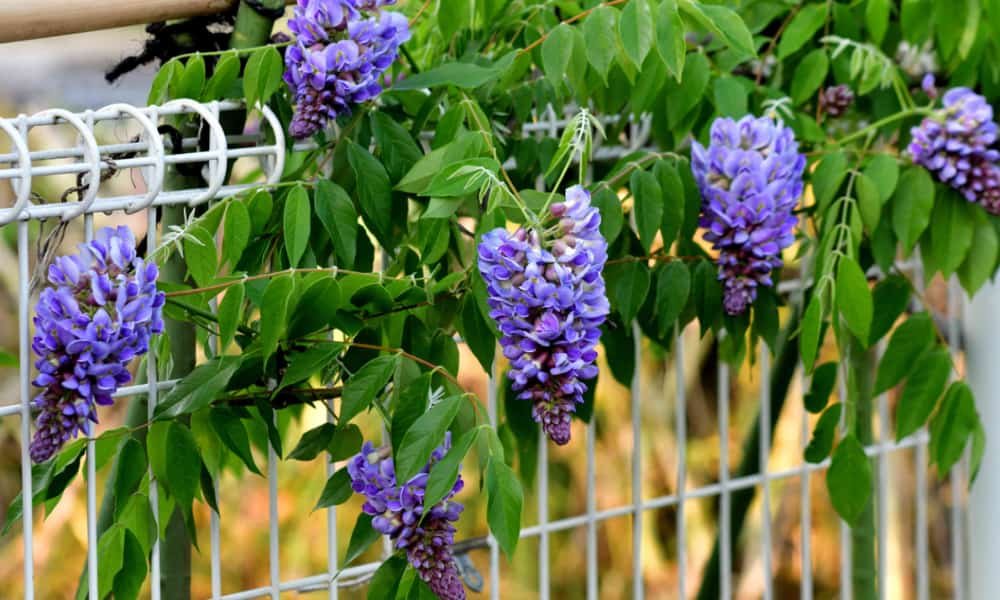 Cottage Garden Design Plans: Best Flowers, Layouts, and Tips 4 Climbing Plants for cottage gardens