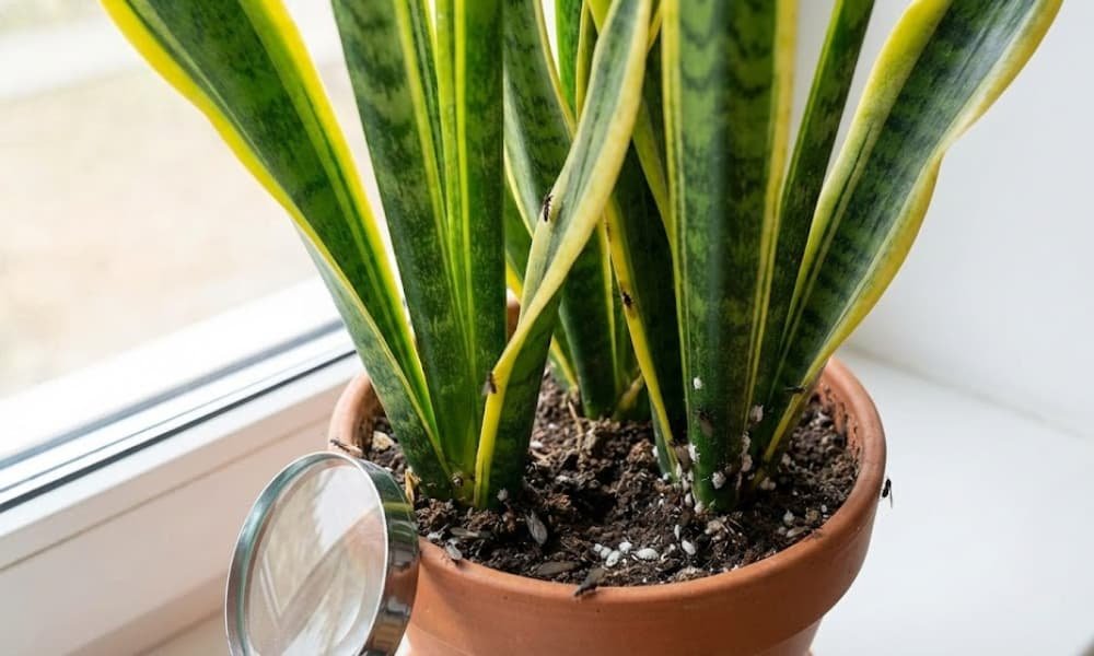 Do Snake Plants Attract Bugs? What You Should Know 2 Do Snake Plants Really Attract Bugs