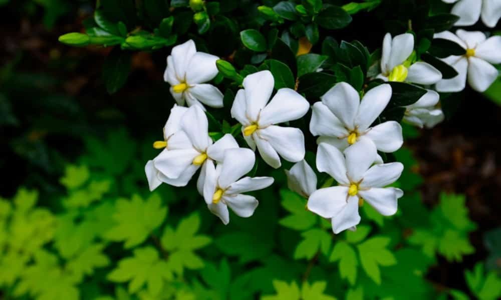 Cottage Garden Design Plans: Best Flowers, Layouts, and Tips 5 Fragrant Flowers for cottage gardens