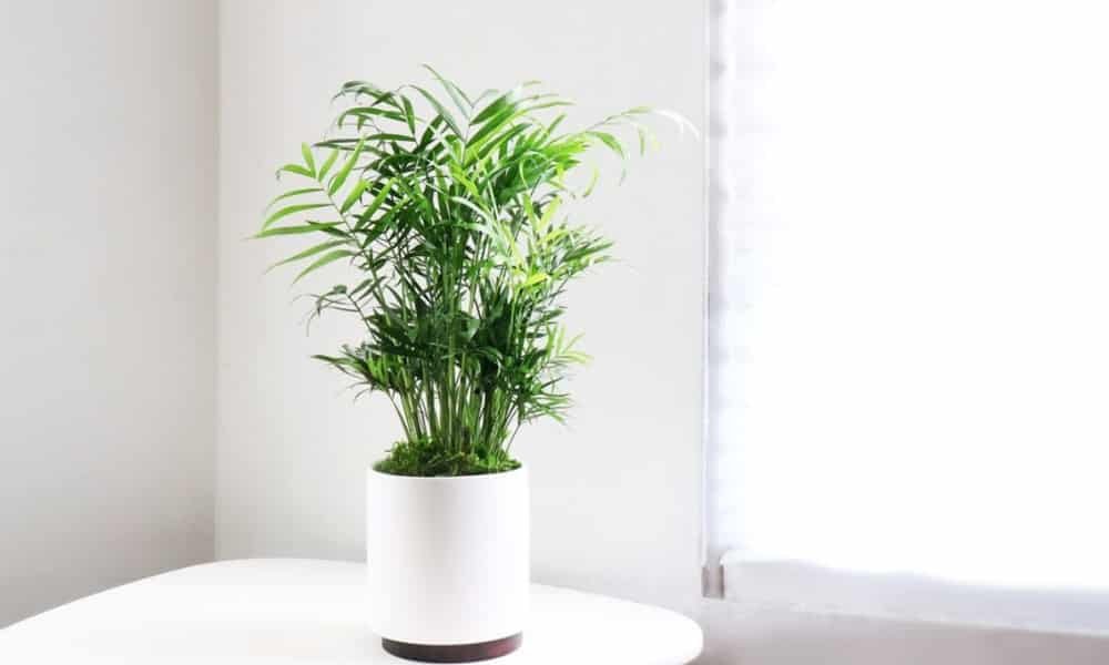 Top Hanging Plants Safe for Cats for a Pet-Friendly Home 3 Parlor Palm plant, safe for cats, ideal indoor greenery for home décor and pet-friendly spaces.