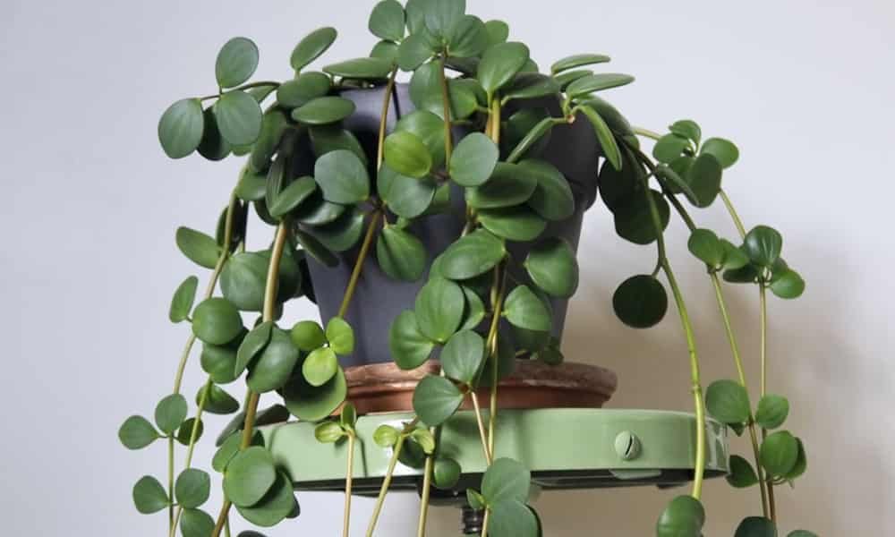 Top Hanging Plants Safe for Cats for a Pet-Friendly Home 7 Peperomia plant, compact indoor houseplant with thick, glossy green leaves, low-maintenance, safe for cats, perfect for tabletops or shelves.