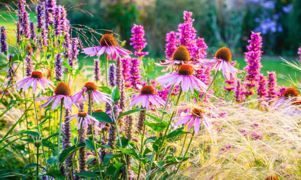Cottage Garden Design Plans: Best Flowers, Layouts, and Tips 2 Perennials flowers for cottage gardens