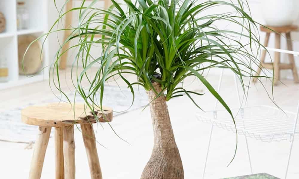 Top Hanging Plants Safe for Cats for a Pet-Friendly Home 9 Ponytail Palm (Beaucarnea recurvata), drought-tolerant indoor plant with bulbous base and long, curly leaves, low-maintenance, safe for cats, perfect for home décor.