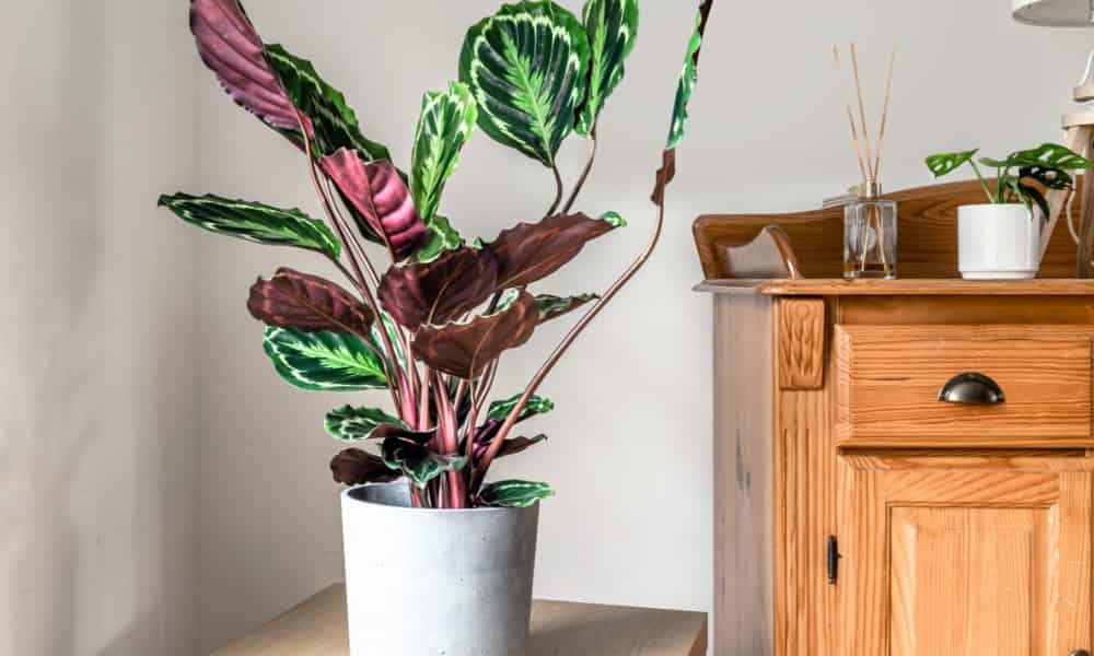 Top Hanging Plants Safe for Cats for a Pet-Friendly Home 8 Prayer Plant (Maranta leuconeura), indoor houseplant with striking patterned leaves that fold at night, low-maintenance, safe for cats, ideal for home décor.