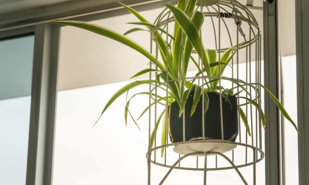 Top Hanging Plants Safe for Cats for a Pet-Friendly Home 2 Spider plant hanged to safe cats