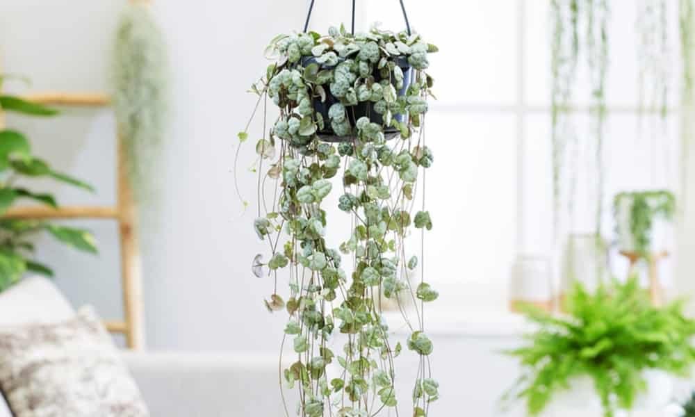 Top Hanging Plants Safe for Cats for a Pet-Friendly Home 5 String of Hearts (Ceropegia woodii) plant, trailing succulent with heart-shaped leaves, safe for cats, ideal for hanging pots and indoor décor.