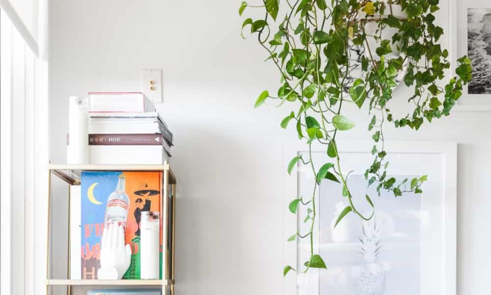 Top Hanging Plants Safe for Cats for a Pet-Friendly Home 6 Swedish Ivy (Plectranthus verticillatus), trailing houseplant with scalloped green leaves, safe for cats, ideal for hanging baskets and indoor décor.