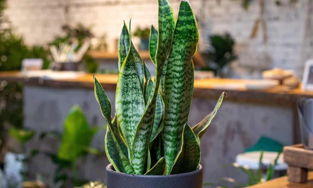 Do Snake Plants Like Humidity? 2 What is Snake Plant