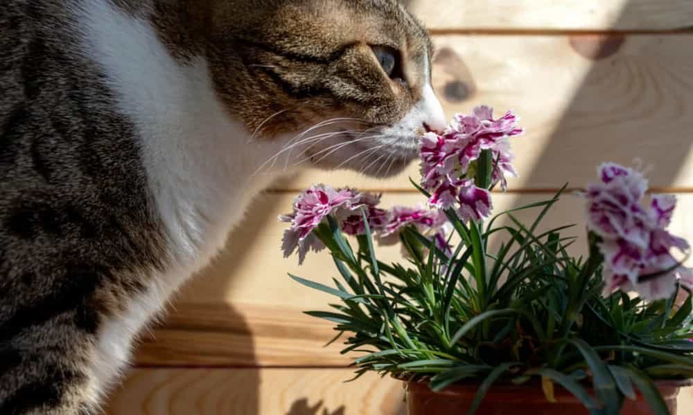 Are Carnations Toxic to Cats? Flower Safety Tips for Cat Owners 2 Carnation Toxicity In Cats