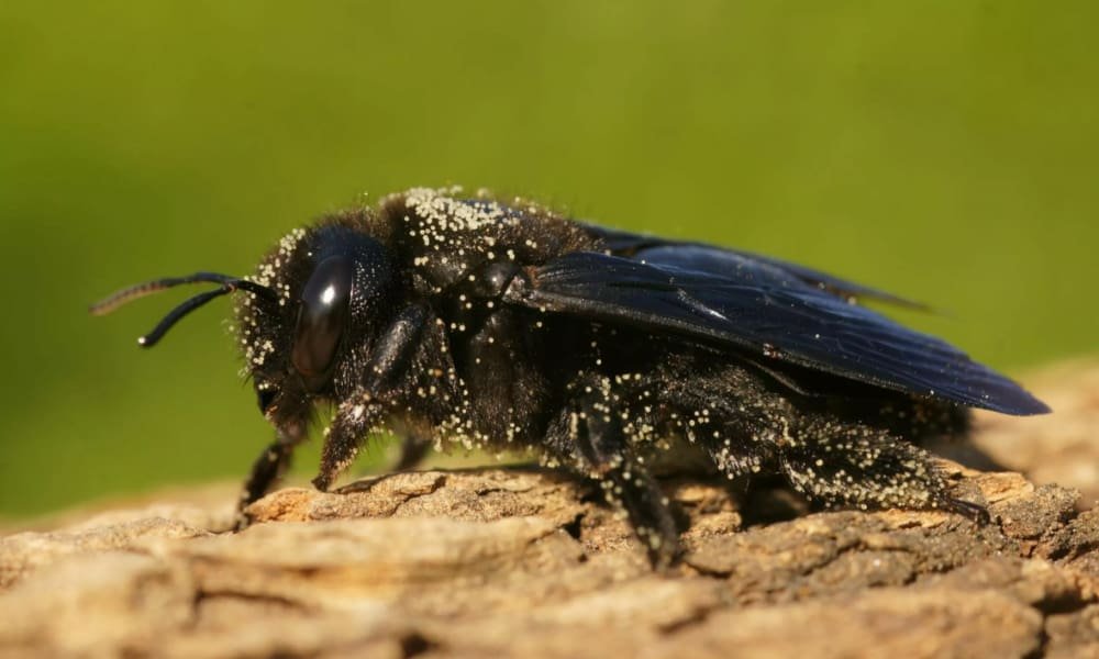 How to Get Rid of Carpenter Bees? 2 Carpenter Bees