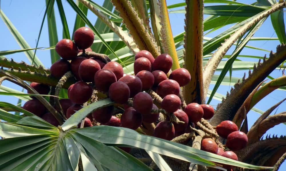 Palmetto vs Palm Tree: What Is the Real Difference 3 Palmetto Tree Fruit