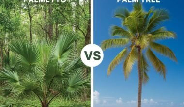 Palmetto vs Palm Tree