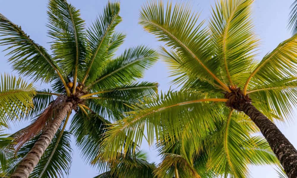 Palmetto vs Palm Tree: What Is the Real Difference 2 Palmetto vs Palm Tree the Basic Difference