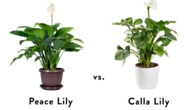 Peace Lily vs Calla Lily