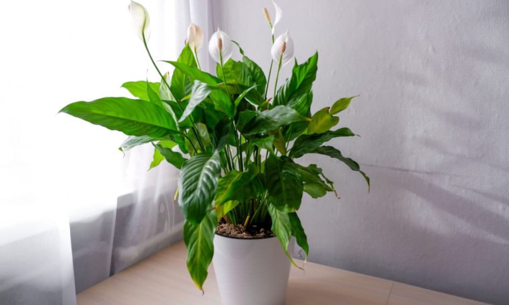 Best Types of Peace Lilies for Indoor Spaces 9 Power Petite Peace Lily