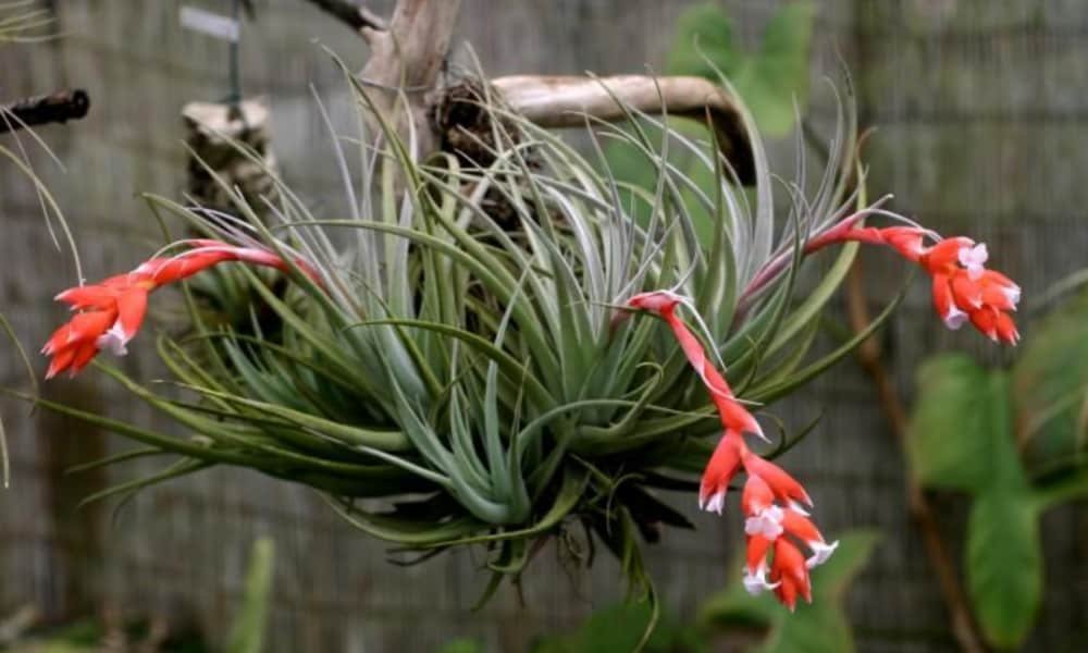 Tillandsia Albertiana Symbolism: A Guide to Its Meaning and Energy 2 Tillandsia Albertiana