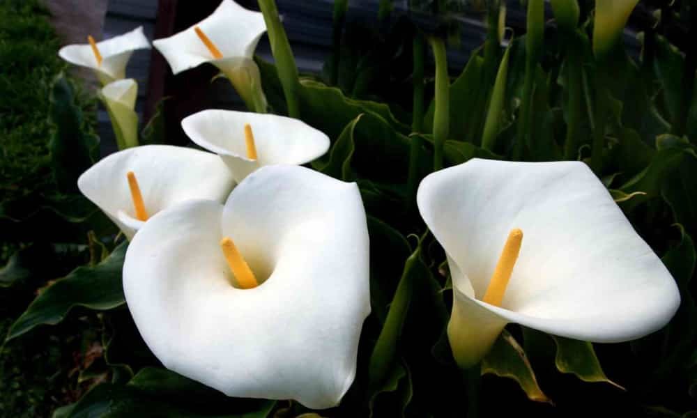 Peace Lily vs Calla Lily: Which One Fits Your Home Best? 3 What is a Calla Lily