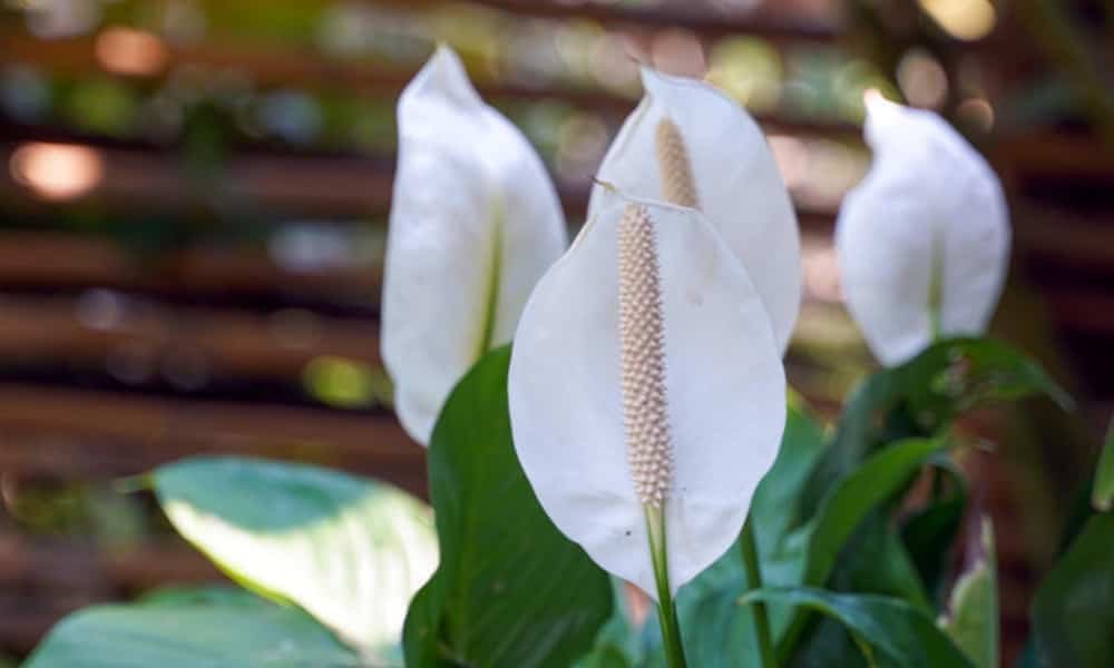 Peace Lily vs Calla Lily: Which One Fits Your Home Best? 2 What is a Peace Lily