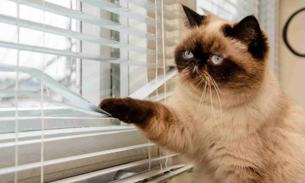 Best Cat Proof Window Blinds to Protect Your Home 2 Why Cats Damage Window Blinds